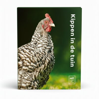 Kippen in de tuin