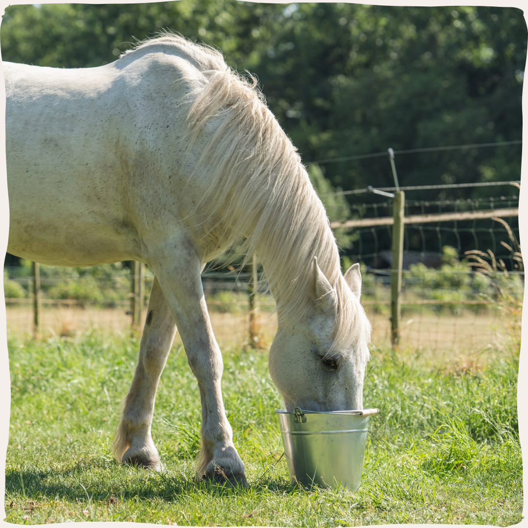 Paard emmer