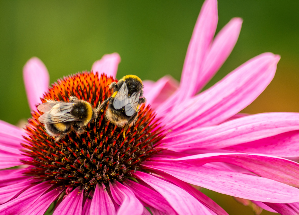 Bijen op bloem