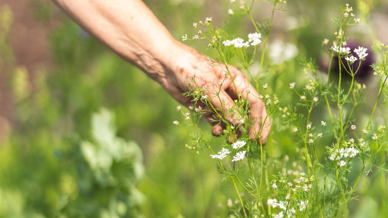 kruiden en bloemen voor paarden en mens in moestuin en weide