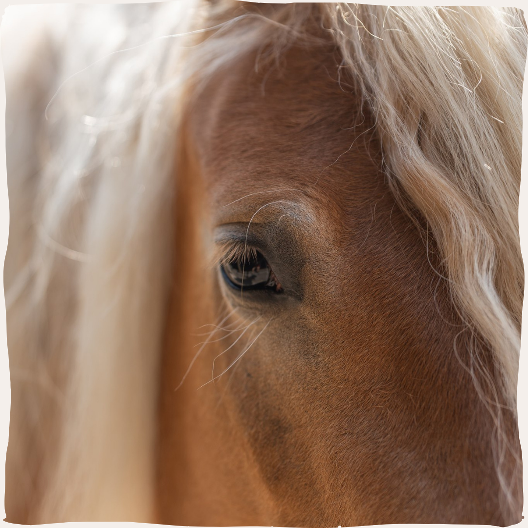 Paard oog rechts