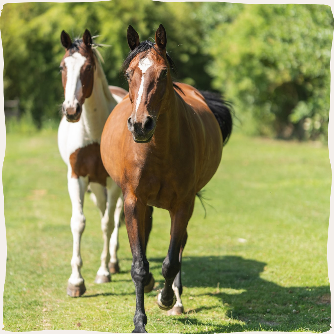 Paarden die komen aanlopen