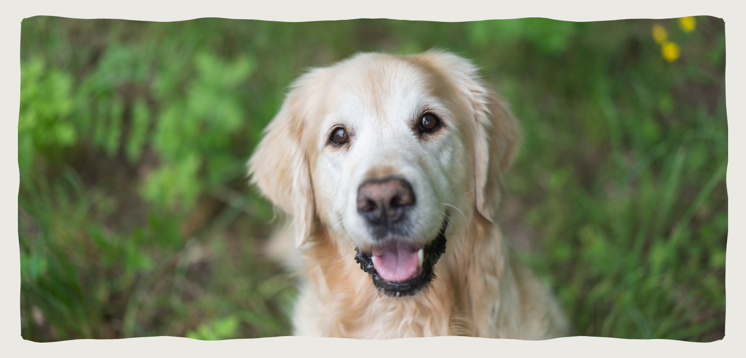Visie hond